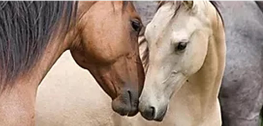Formación en Comunicacion no violenta con caballos en Vitoria-Gasteiz, País Vasco, Euskadi, Bilbao, Navarra y online con Franziska Rautenberg