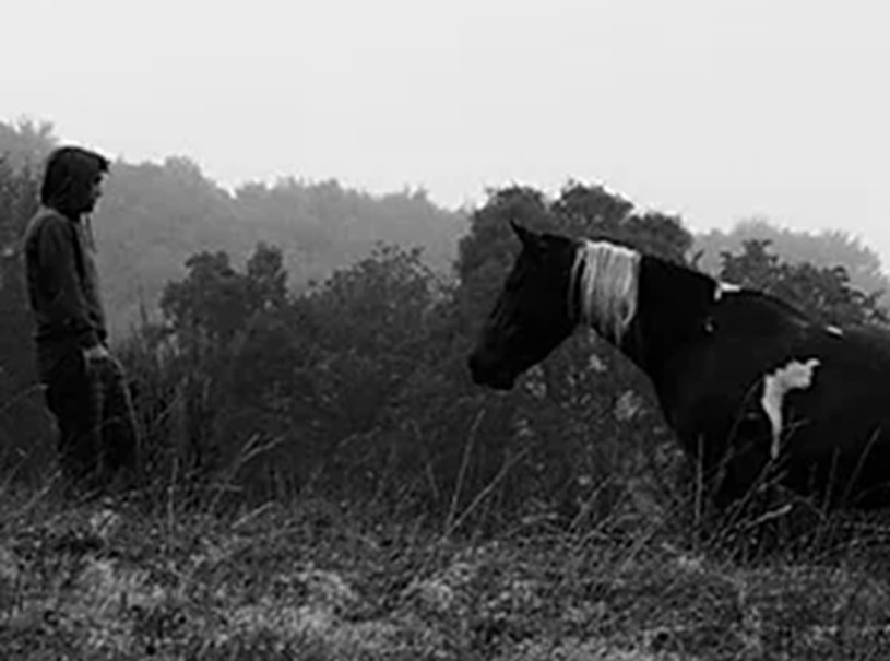 Formación en Comunicacion no violenta con caballos en Vitoria-Gasteiz, País Vasco, Euskadi, Bilbao, Navarra y online con Franziska Rautenberg